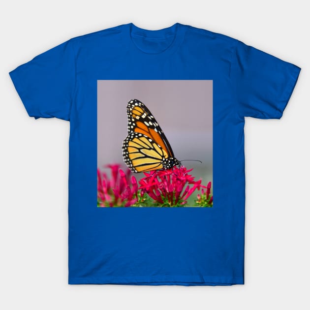 Beautiful Butterfly T-Shirt by dltphoto